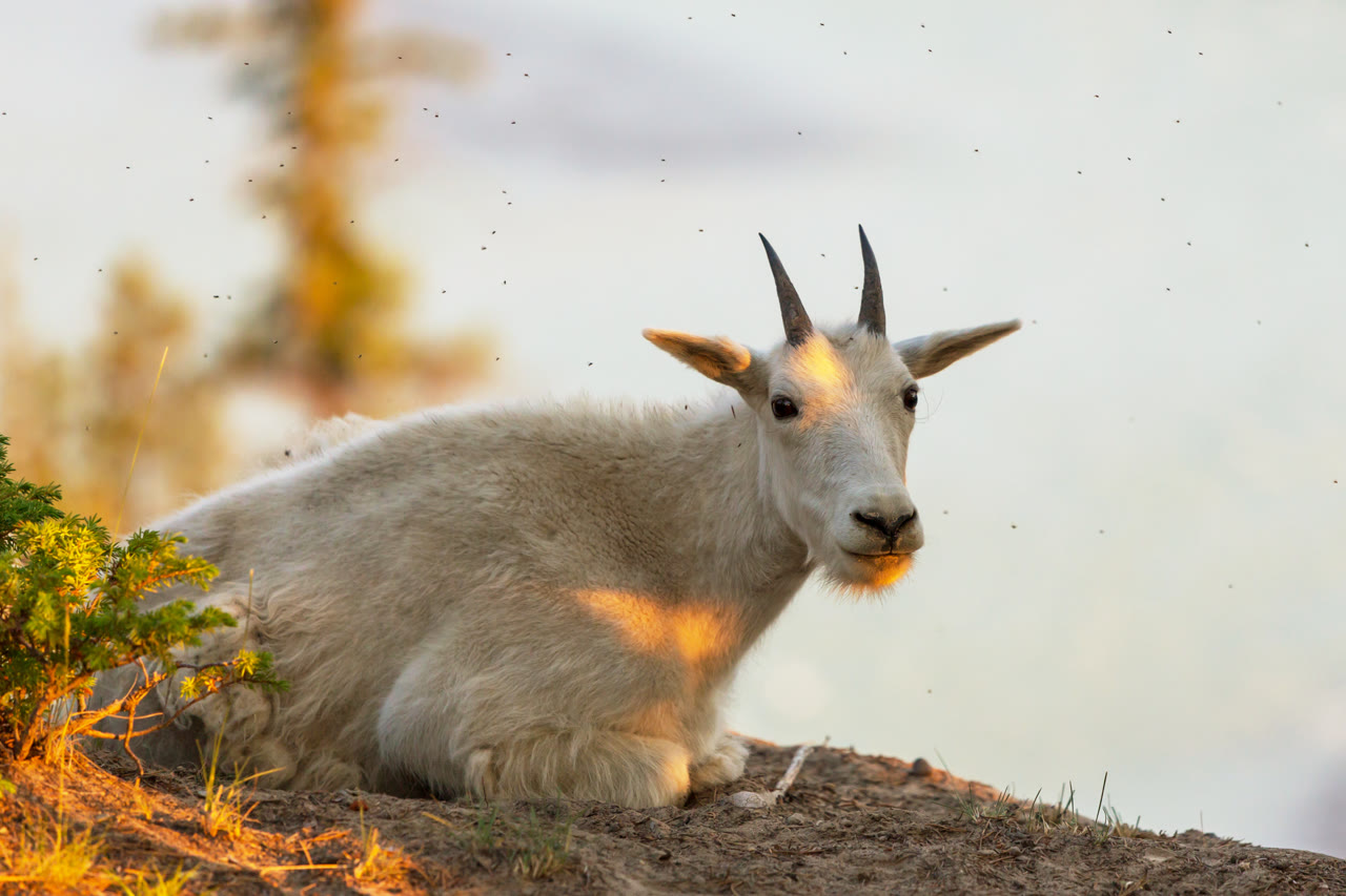 Close-up of a mountain goat and its horns